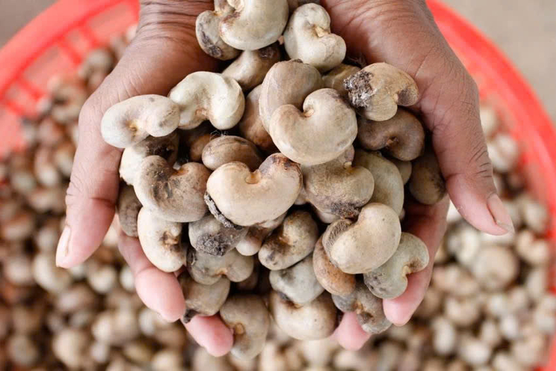  Cambodia is now the world's second largest cashew exporter. Photo courtesy of Vietnam News Agency.