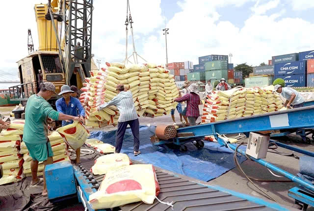 Vietnam exports 6.16 million tonnes of rice in the first eight months of 2024. Photo courtesy of Vietnam News Agency.