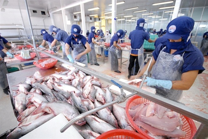 Frozen tra and basa fish fillets processed for export. Photo courtesy of the government's Vietnambiz.vn.