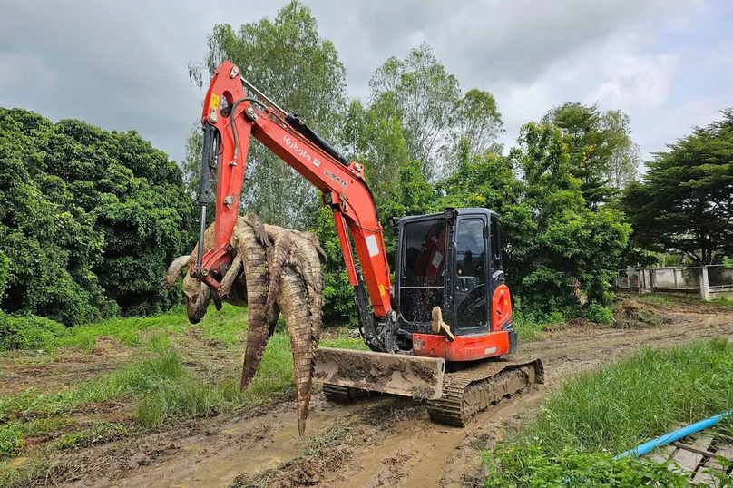 Dead crocodiles being moved with heavy construction equipment at a crocodile farm in Thailand's northern province of Lamphun. Photo courtesy of The Star.