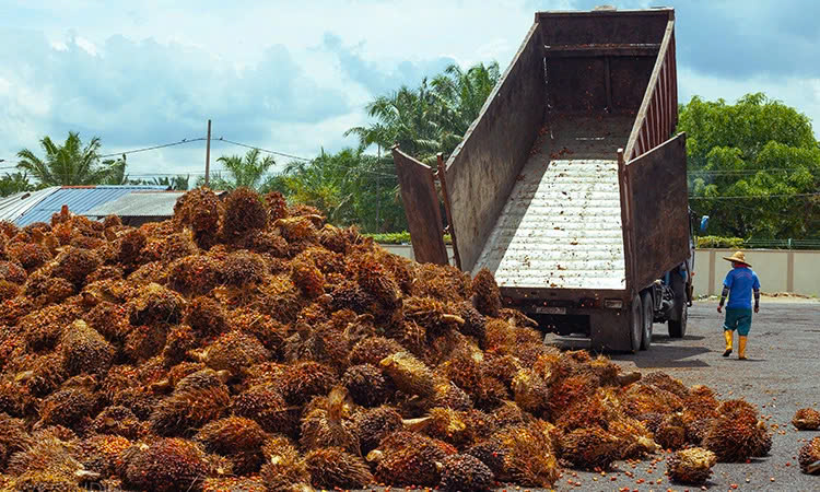  At a palm oil mill in Malaysia. Photo courtesy of sulpom.com.