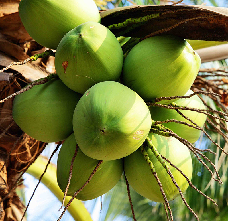 Fresh coconuts from the Mekong Delta province of Ben Tre will soon be exported to China. Photo courtesy of the government’s news portal.