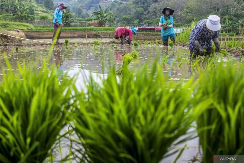 Petani menanam padi di Bandung Barat, Jawa Barat, 23 Oktober 2024. Foto milik Antara.