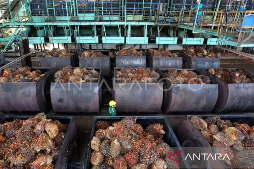 Fresh oil palm fruit bunches waiting to be processed into crude palm oil at a palm oil mill in West Aceh, Aceh, on July 21, 2023. Photo by VNA.