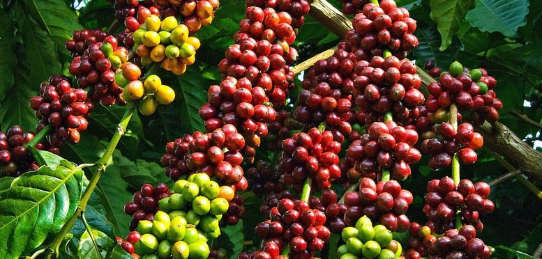 Vietnam exported one million tons of coffee in the first half of 2024, generating nearly $2.4 billion in revenue, according to the General Department of Customs. Photo courtesy of the government's news portal.