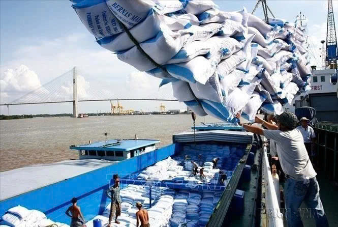 The Philippines’ rice imports can hit 4.2 million metric tons in 2024. Photo courtesy of Vietnam News Agency.