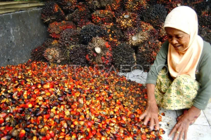 Indonesia aims to become the world's largest palm oil producer by 2025. Photo courtesy of Antara.