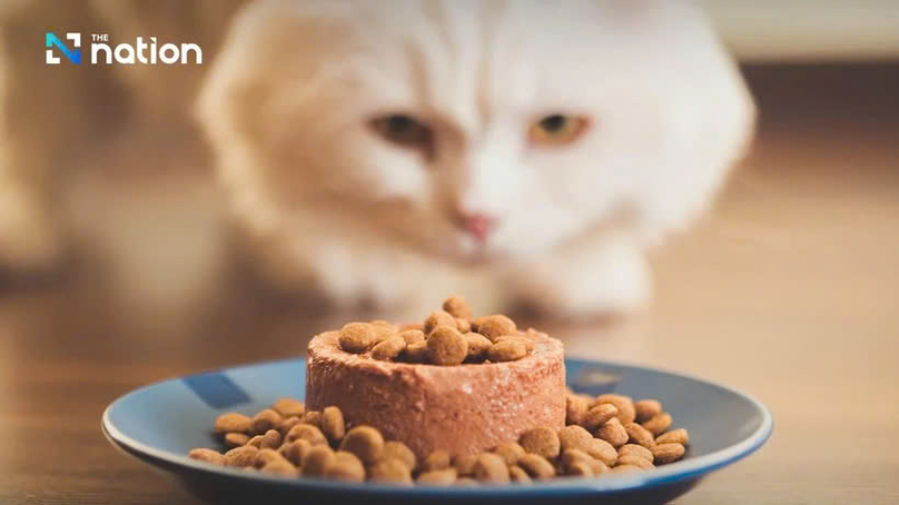  Thailand remains the world's fourth biggest exporter of pet food. Photo courtesy of nationthailand.com.