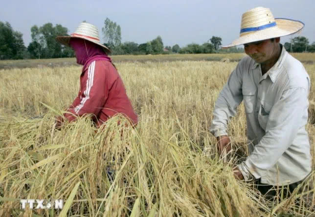 Rice harvest in Roi Et province of Thailand. Photo courtesy of AFP/VNA.