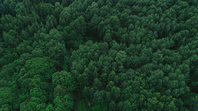 Forestry is considered a sector with the greatest potential for carbon credit development in Vietnam. Photo courtesy of Bamboo Capital.