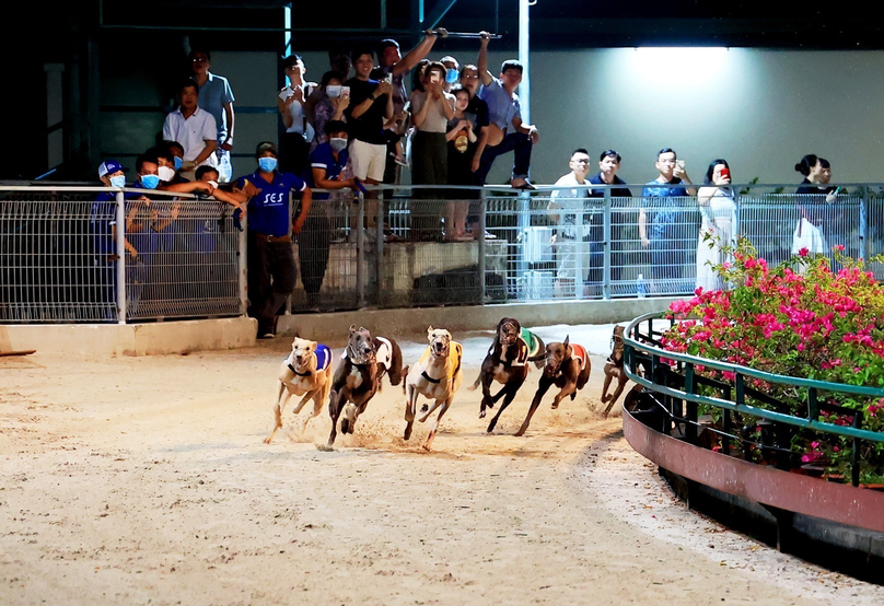 Greyhound racing in Ba Ria-Vung Tau province, southern Vietnam. Photo courtesy of Vietnam News Agency.