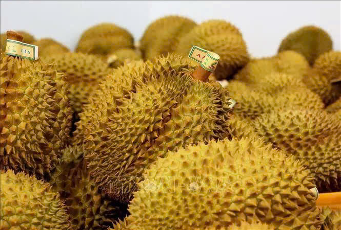  Vietnamese durians for export to China. Photo courtesy of Vietnam News Agency.