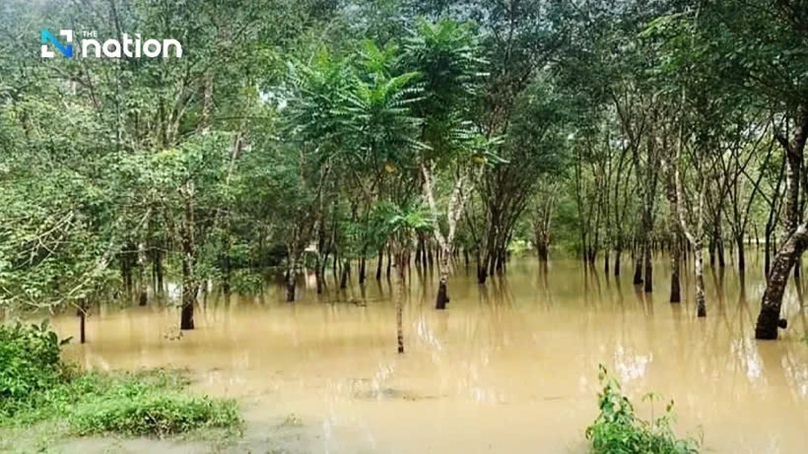 Heavy flooding in Thailand's Songkhla, Satun, Pattani, Yala and Narathiwat damages more than 5 million rai (800,000 hectares) of rubber plantations. Photo courtesy of The Nation.