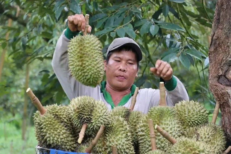  A farmer harvest durian at a garden in Bu Dang district, Binh Phuoc province. Photo courtesy of VNA.