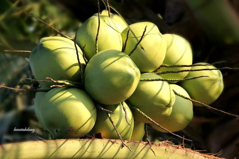 Coconuts in Ben Tre province, Vietnam's Mekong Delta. Photo courtesy of Baothanhcoconut.com