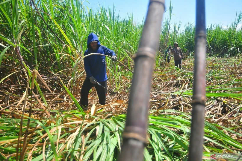 A farmer harvests sugar cane in a village in Kudus, Central Java, on July 12, 2023. Photo courtesy of Antara.