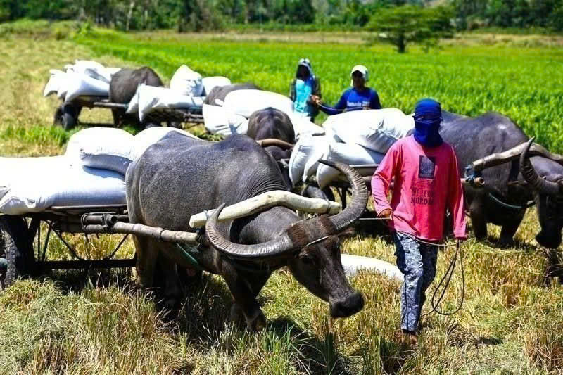 Filipino farmers at work. Photo courtesy of Philstar.com