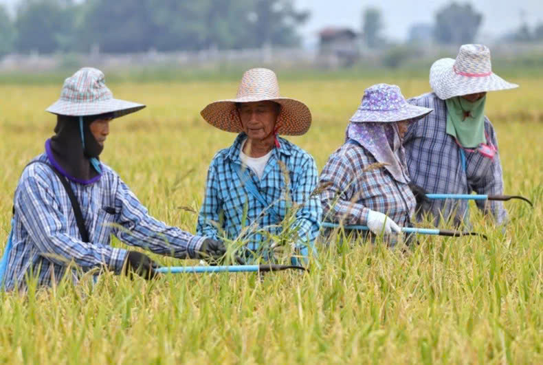 Rice farmers work in a field in Suphan Buri province, Thailand. Photo courtesy of Bangkok Post.