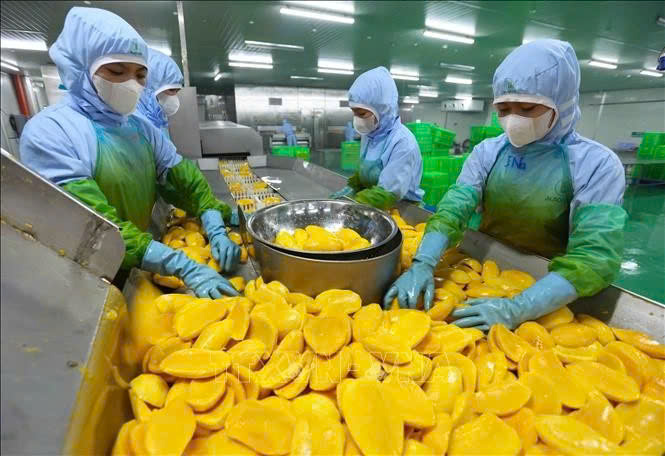 Workers process mango for export at a factory of An Giang Fruit & Vegetable Joint Stock Company in Lam Dong province, Vietnam's Central Highlands. Photo courtesy of Vietnam News Agency.