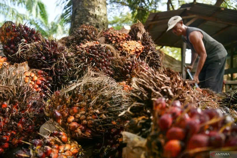 A worker collects oil palm fruit bunches at a PT Perkebunan Nusantara IV plantation in Deli Serdang, North Sumatra, Indonesia. The government is preparing to implement the mandatory 50% biodiesel (B50) programme in 2026 to stop diesel import. Photo courtesy of Antara.