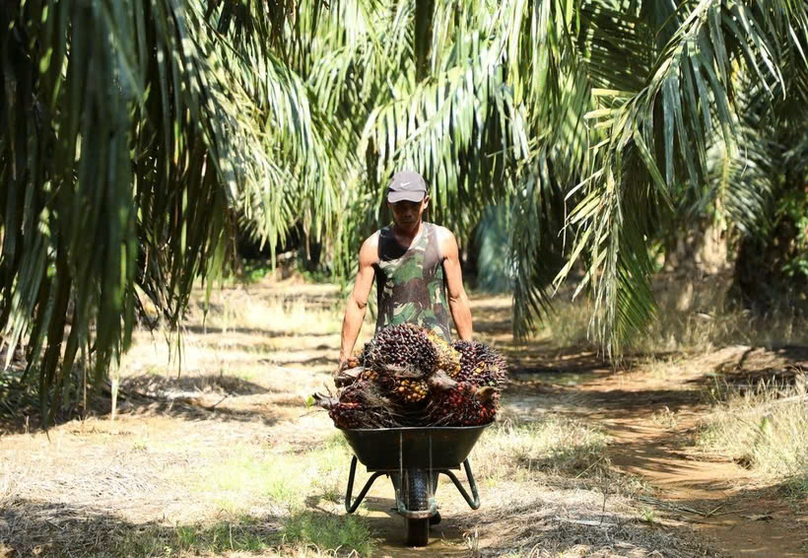  A man pushes a cart of palm fruits at a plantation in Kuala Selangor town of Selangor state, Malaysia. Photo courtesy of Reuters.