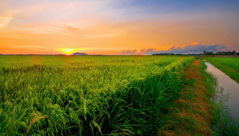 A paddy field in Malaysia. Photo courtesy of The Strait Times.