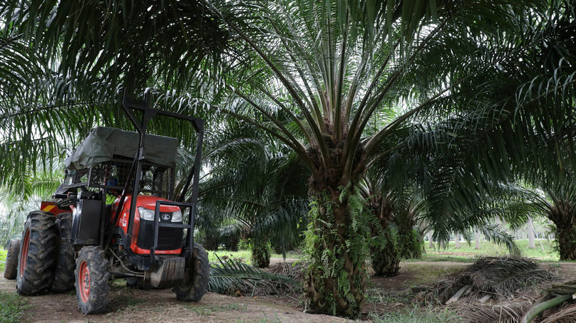  An palm plantation. Photo courtesy of Nikkei Asia.