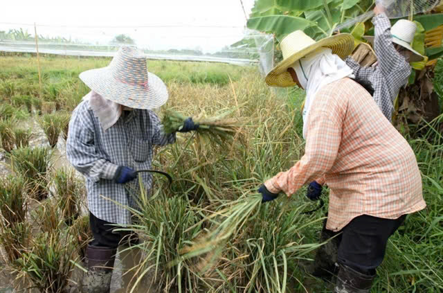 Thailand was China’s main supplier of liquid sugar in 2024 as it shipped more than 1.2 million tons to the country. Photo courtersy of straitstimes.com