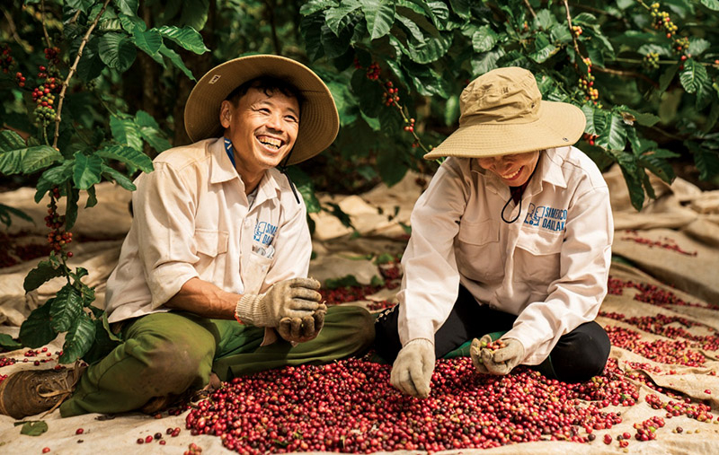  Farmers are harvesting coffee. Photo courtesy of Simexco Dak Lak