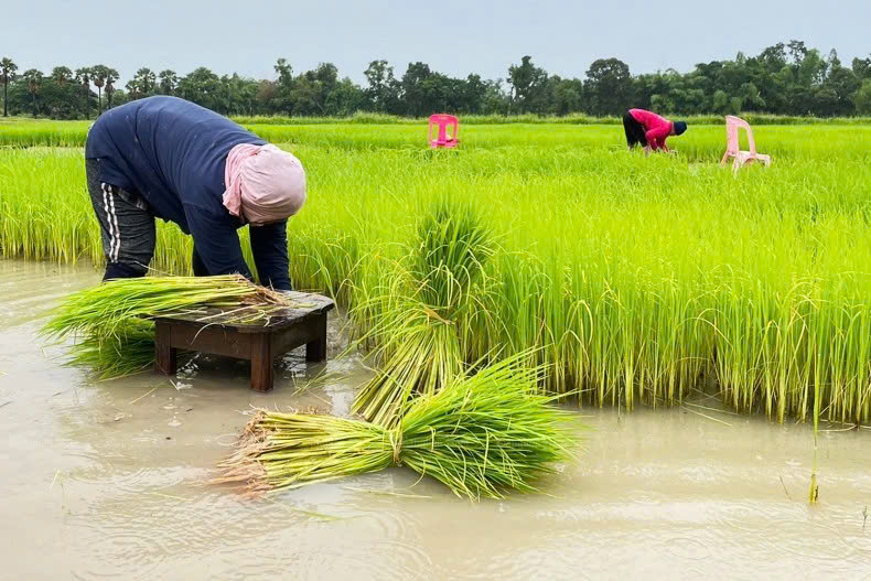 Farmers working in rice fields in Thailand. Photo courtesy of Bangkok Post.