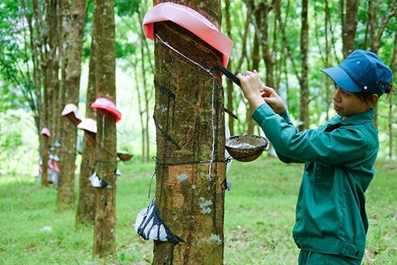 A worker collects rubber latex. Photo courtesy of Vietnam Rubber Group.