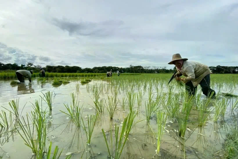 A farmer plants rice in Lokpaikat district in Tapin, Tapin Regency, South Kalimantan. Photo courtesy of Antara.