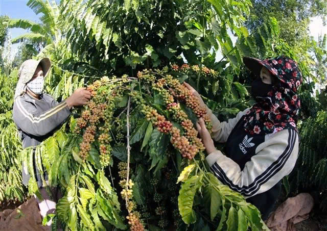  Farmers harvest coffee in the Central Highlands province of Dak Lak. Photo courtesy of VNA.