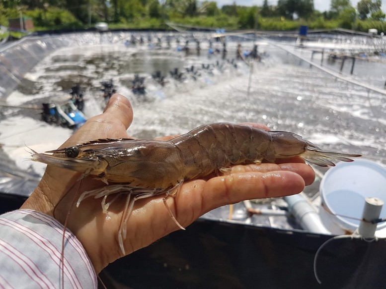 Shrimp exports to China increased sharply in 2024. Photo courtesy of the government's news portal.