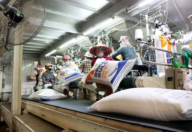  Producing rice for exports in An Giang. Photo courtesy of VNA.