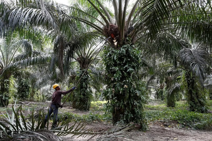  A palm forest. Photo courtesy of The Business Times.