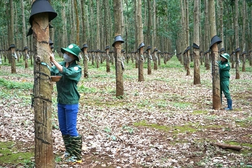 Workers tapping rubber trees in Chu Pah district, Gia Lai province, Vietnam's Central Highlands. Photo courtesy of Lao dong (Labor newspaper).