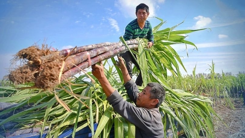 Farmers harvest sugarcane in Vietnam. Photo courtesy of Tap chi Cong Thương (Industry & Trade) magazine.