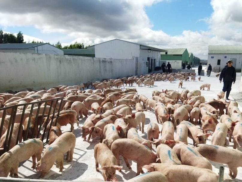 Pigs raised by Hoang Anh Gia Lai. Photo courtesy of the company.