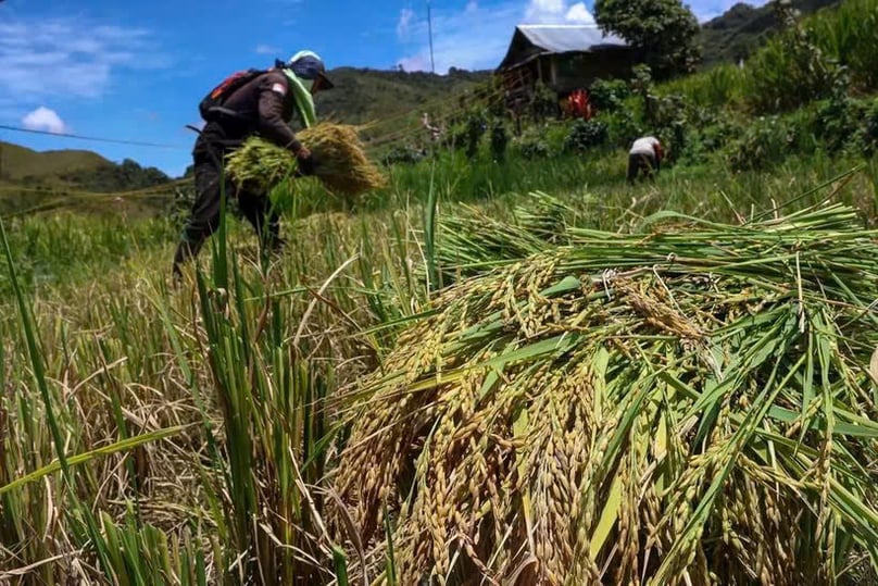 Farmers harvest rice in North Luwu, South Sulawesi. Photo courtesy of Antara.