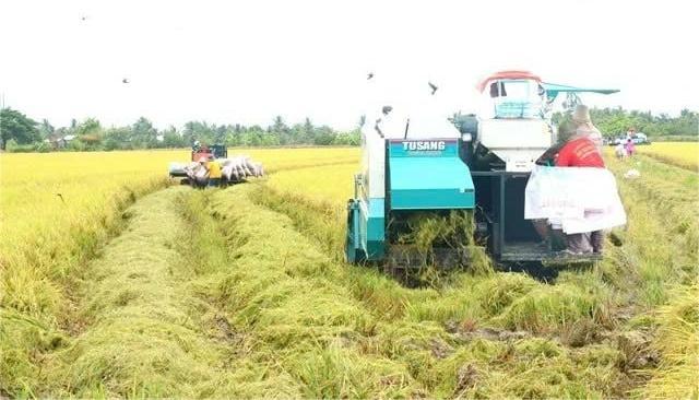 Harvest season in Can Tho city, southern Vietnam. Photo courtesy of Vietnam News Agency.