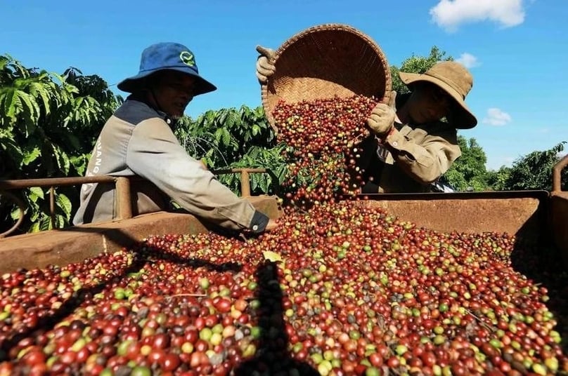Vietnam’s coffee exports hit $4.2 billion in the first five months of 2025. Photo courtesy of Vietnam News Agency.