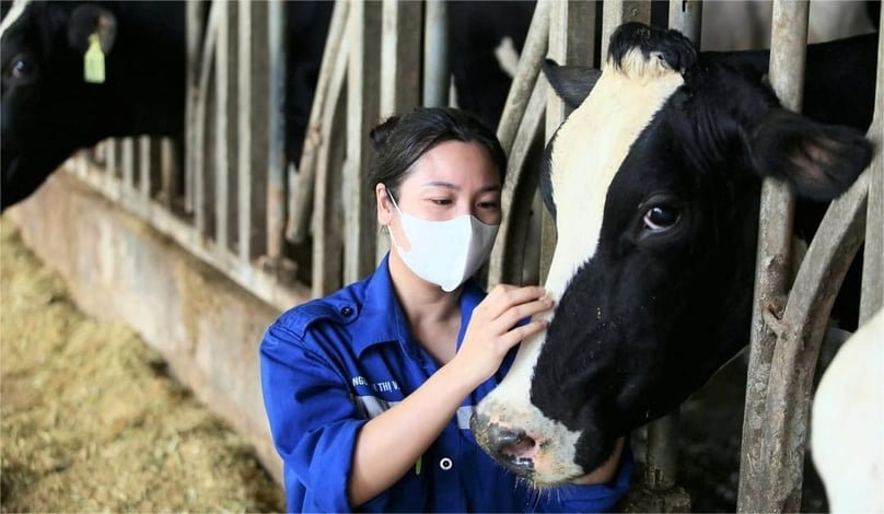 Cow raising at TH Group, which holds a domestic market share of more than 45% according to its calculation. Photo courtesy of the company.