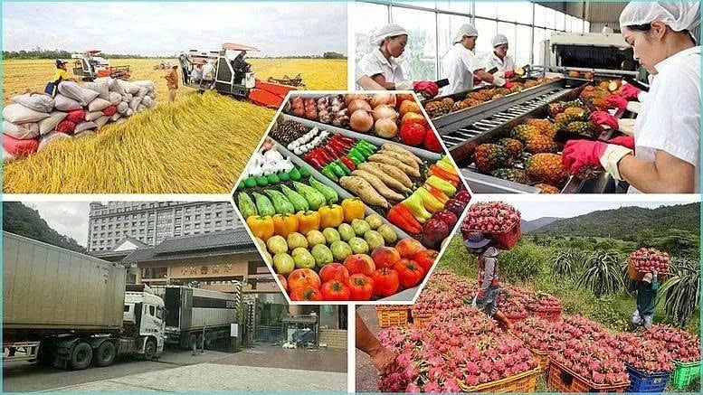 Vietnam gains $28.04 billion from exporting agro-forestry-fishery products in the first five months of the year. Photo courtesy of congthuong.vn.
