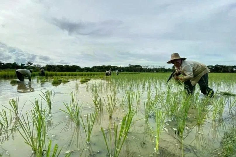 Indonesian farmers plant rice in Lokpaikat district in Tapin, Tapin Regency, South Kalimantan. Photo courtesy of Antara.