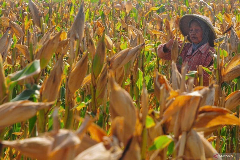 A farmer harvests corn in Boyolali, Central Java on October 27, 2024. Photo courtesy of Antara.