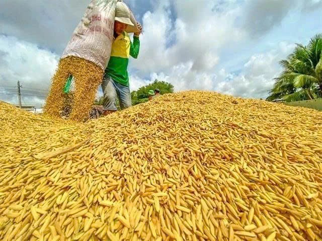 A farmer at work during rice harvest season in the Mekong Delta. Photo courtesy of VNA.