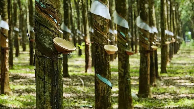 A rubber plantation in Vietnam. Photo courtesy of Vietnam Rubber Association.