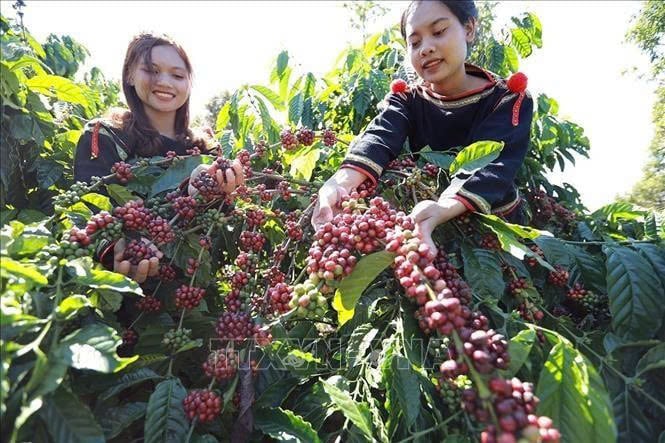 Coffee exports total 953,900 tons during the first half of 2025, bringing home $5.45 billion. Photo courtesy of VNA.