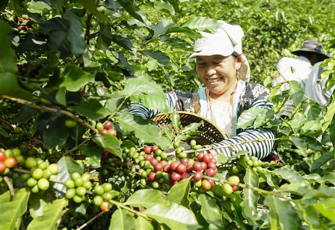 Coffee cultivation in Dien Bien province, northern Vietnam. Photo courtesy of Vietnam News Agency.